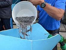 Омский водоканал выпустил в Иртыш 145 тысяч мальков осетра