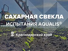 Агрокейс «ЕвроХим»: удобрение «Aqualis» на сахарной свекле в Усть-Лабинском районе