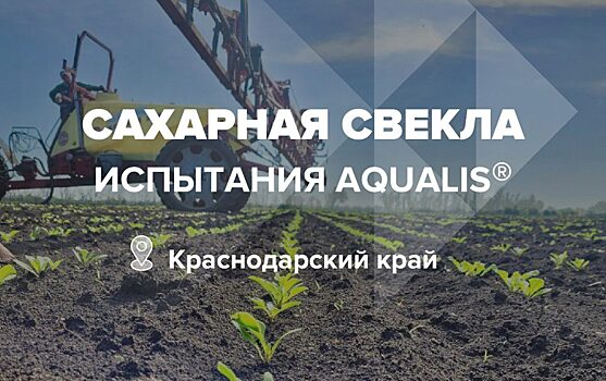 Агрокейс «ЕвроХим»: удобрение «Aqualis» на сахарной свекле в Усть-Лабинском районе