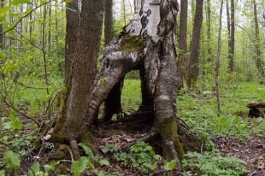 В Перми растёт «шагающее дерево»