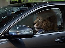 Лев сел за руль Mercedes Benz