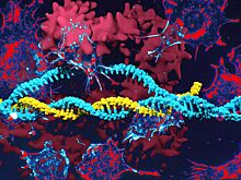 CRISPR может помочь в лечении болезней, а также может вызвать рак