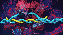 CRISPR может помочь в лечении болезней, а также может вызвать рак