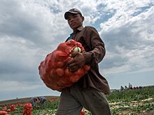 По новым правилам фермеры не могут привезти мигрантов на поля