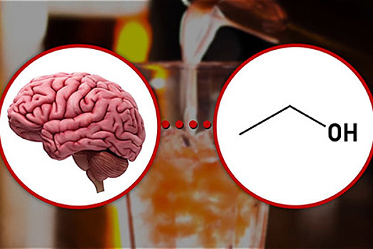 Реакцию головного мозга на алкоголь показали на видео