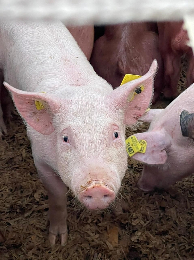 На Урал спецрейсом доставили породистых свиней из Канады