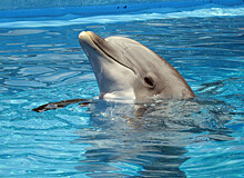 Брошенных дельфинов спасают в Севастополе
