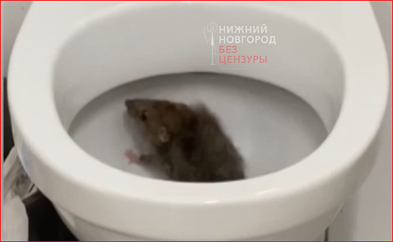 Крысу обнаружили в общественном туалете в нижегородском Кремле