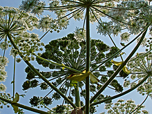 Ярославские учёные придумали, как гнать спирт из борщевика