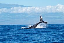 Самого тяжелого кита в истории идентифицировали ученые