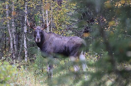 На браконьера из Немского района, торговавшего лосятиной, устроили засаду