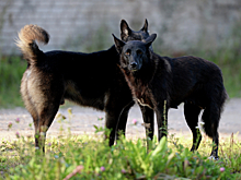 Опрос: 64 процента россиян поддерживают обучение будущих владельцев собак