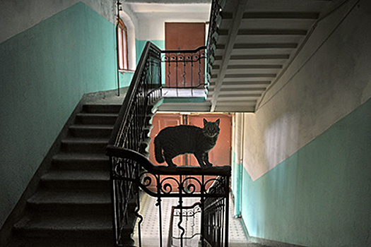 Новосибирский кот-идиот Тиша заставил людей вызвать охрану