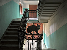 Новосибирский кот-идиот Тиша заставил людей вызвать охрану