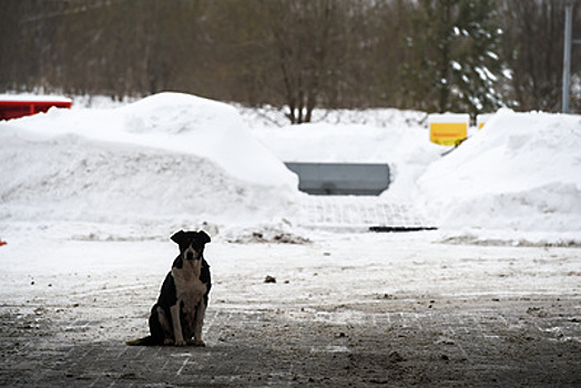 Около 130 тыс бродячих собак проживают на территории России