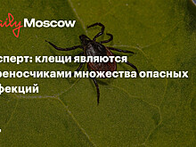 Эксперт: клещи являются переносчиками множества опасных инфекций