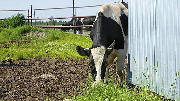 В Мужах отловили трёх бесхозных коров