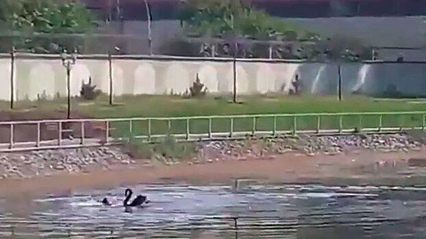 Лебедь заклевал украинца в пруду: видео