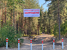 В Ленобласти в 2021 году более чем вдвое возросла площадь лесных пожаров