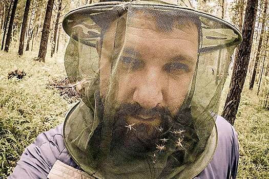 Массовый вылет комаров состоялся 23 мая в Новосибирске