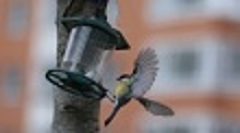 Экологическая акция «Покормите птиц» прошла в Марушкинском