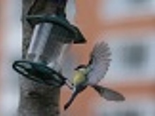 Экологическая акция «Покормите птиц» прошла в Марушкинском