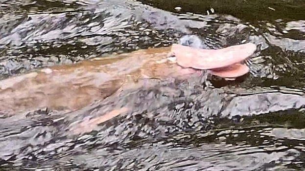 В Австралии засняли розового утконоса