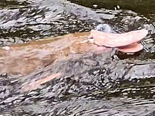 В Австралии засняли розового утконоса