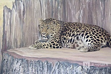 Хозяева животных с ветпаспортом смогут посетить нижегородский зоопарк за полцены
