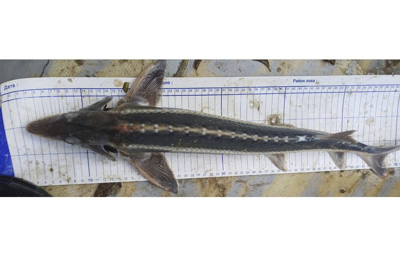 В Азовском море нашли шипа  рыбу, считавшуюся вымершей