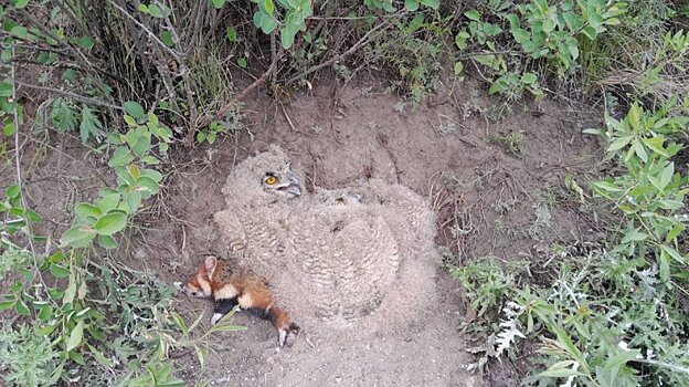 В Пензенском районе нашли гнездо филинов с птенцами