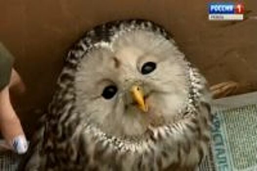 Под Ряжском полицейский ночью остановил «Жигули» с расчлененной коровой