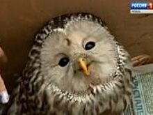 Под Ряжском полицейский ночью остановил «Жигули» с расчлененной коровой