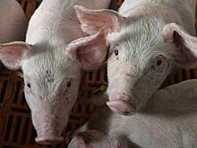 Обеспеченность России свиньями оценили