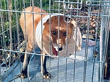 Застрявшую в пластиковом кувшине лису спасли в Богородском районе