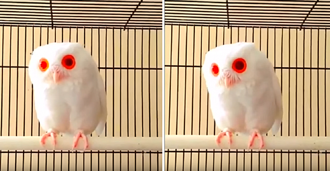 Слишком необычная, но она существует: белоснежная сова с ярко-красными глазами