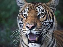 Четыре человека стали жертвами тигров за восемь дней