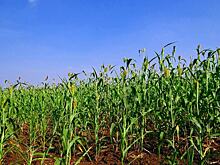 За пределами Зеленой революции – Индии советуют перейти от риса к сорго