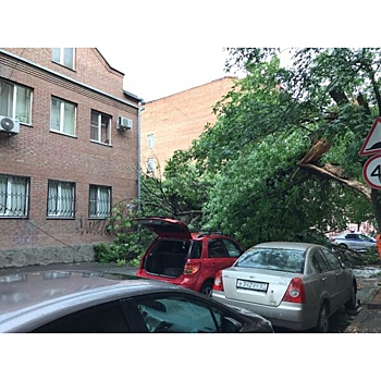 В центре Ростова упавшие деревья придавили два автомобиля