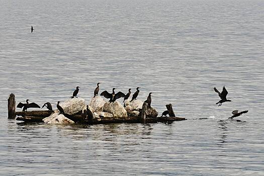 Чем засилье бакланов грозит туристам и экосистеме Байкала