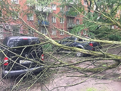 На перекрёстке Соммера — Рокоссовского на две машины упало дерево