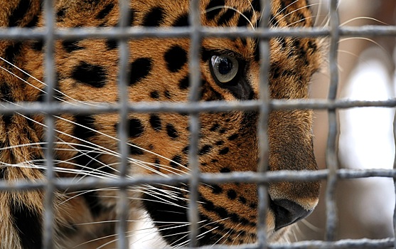 Волки и леопарды в Московском зоопарке получат дома за 60 миллионов рублей