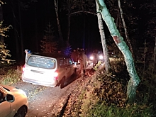 В лесу под Омском за один вечер потерялись три грибника