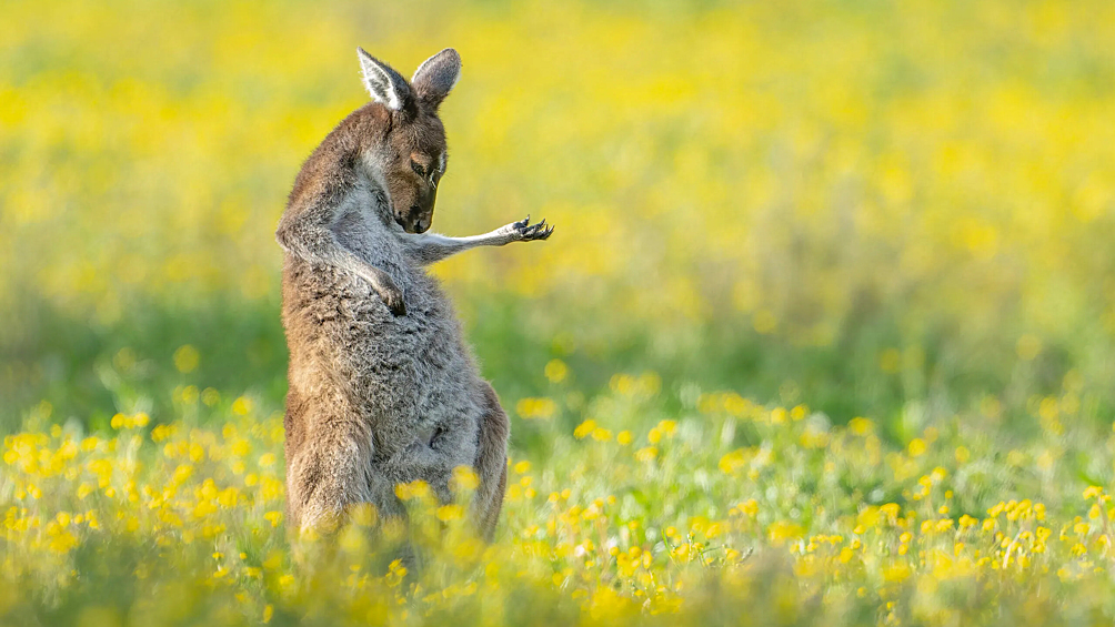 "Воображаемая гитара", автор Джейсон Мур