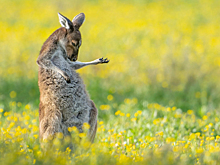 Самые смешные фотографии 2023 года