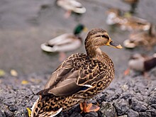 Казанцев зовут на «птичью» прогулку-экскурсию