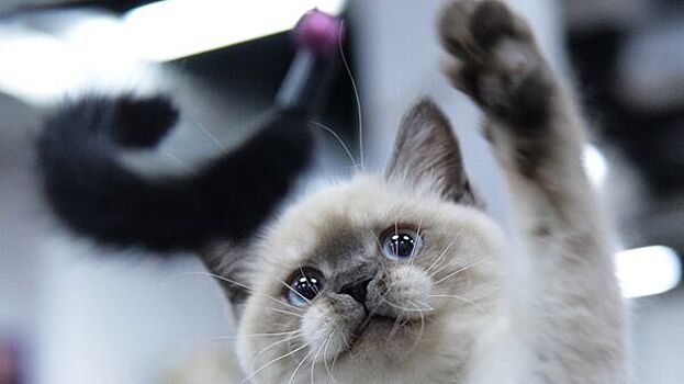 Россиянам захотели разрешить ограничивать число проживающих в доме животных