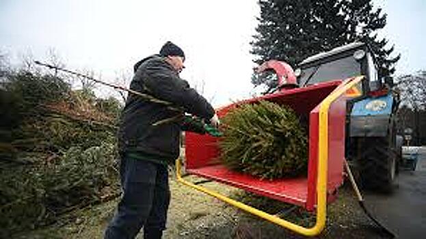 Горожане сдали в переработку рекордное число елей