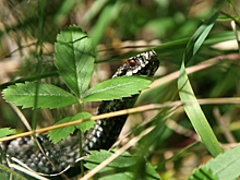 Гадюки в Московском регионе перешли на ночной образ жизни из-за жары