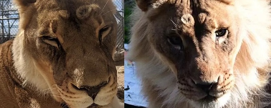 18-летняя львица из зоопарка отрастила гриву и стала агрессивней